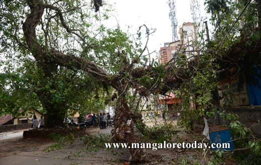 peepal tree karangalpady
